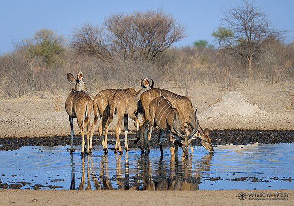 Greater Kudu