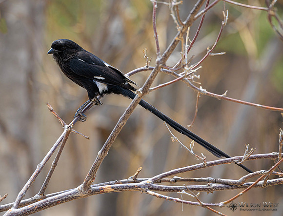 Magpie Shrike
