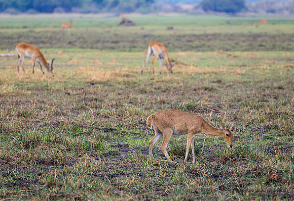 Red Lechwe