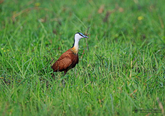 Jacana