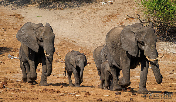 Elephant