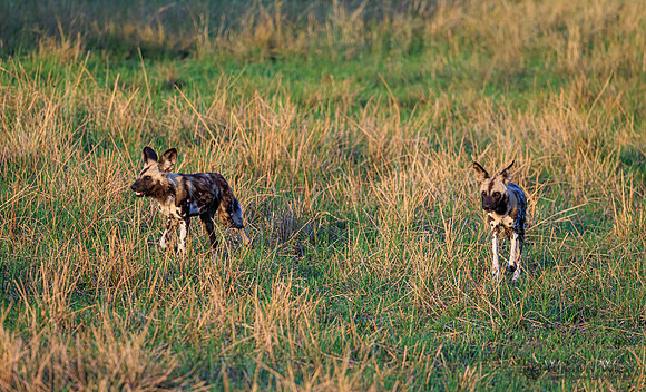 African Wild Dog