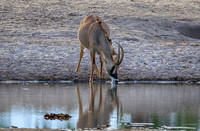 Roan Antelope