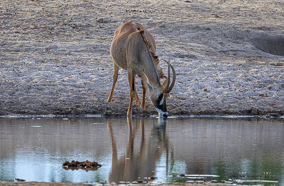 Roan Antelope