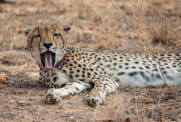 Cheetah