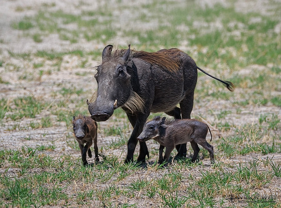 Warthog