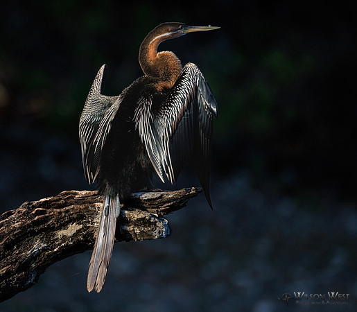 African Darter