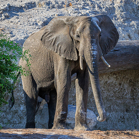 Elephant