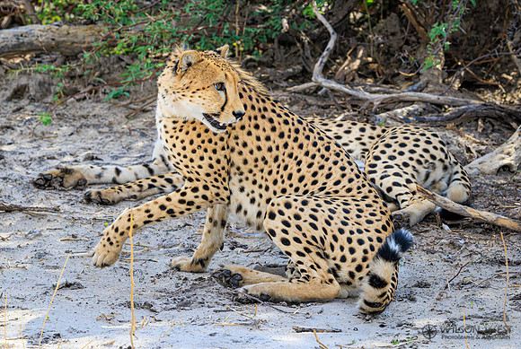 Cheetah