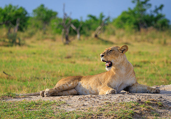 Lion