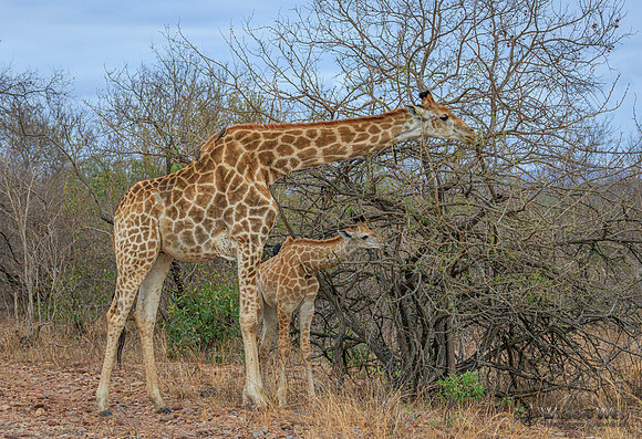 Giraffe