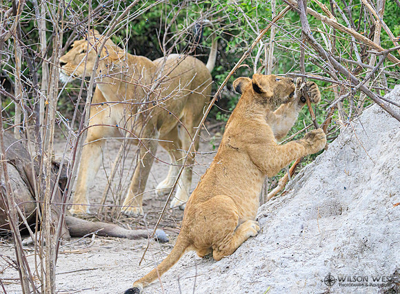 Lion