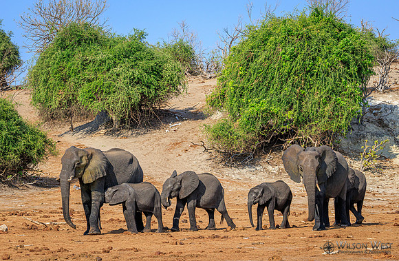 Elephant