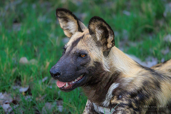 African Wild Dog