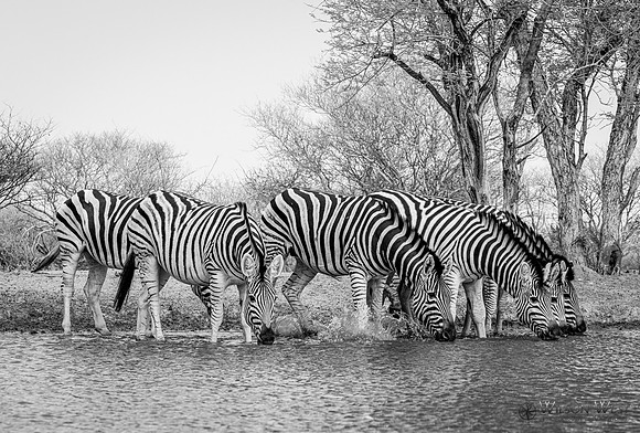 Burchell's Zebra
