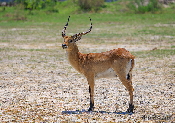Red Lechwe