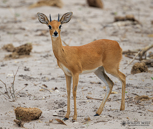 Steenbok