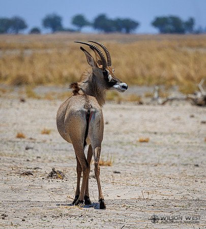 Roan Antelope