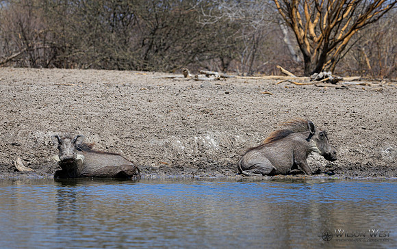 Warthog