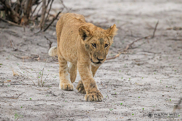 Lion
