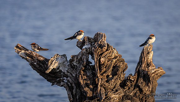 Wire-tailed Swallow