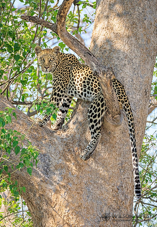 Leopard
