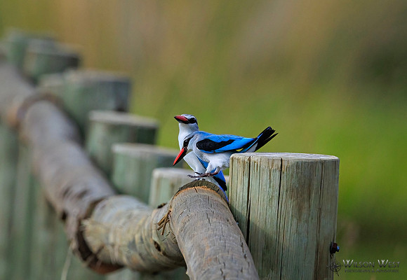 Woodland Kingfisher