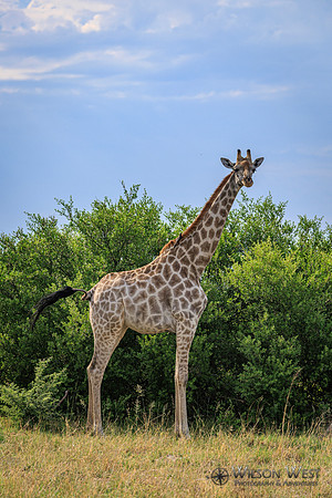Giraffe