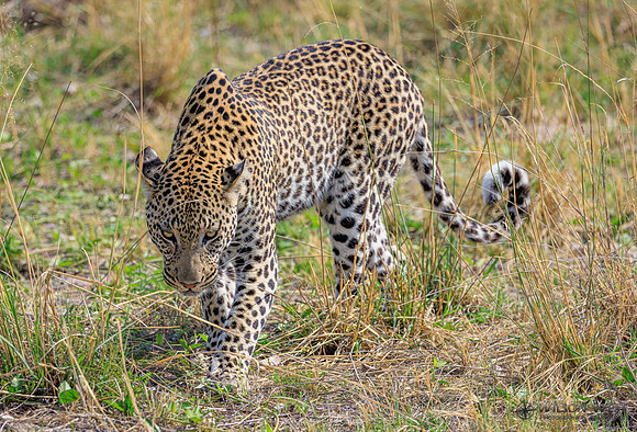 Leopard