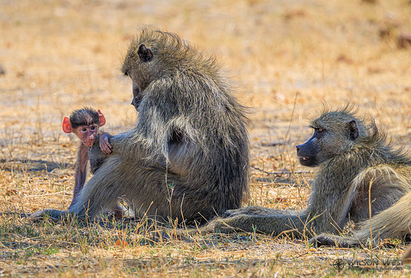 Baboon
