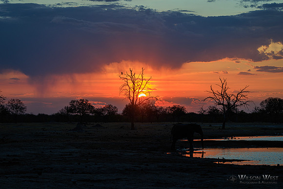 Sunset, Elephants