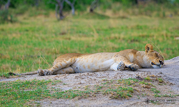 Lion