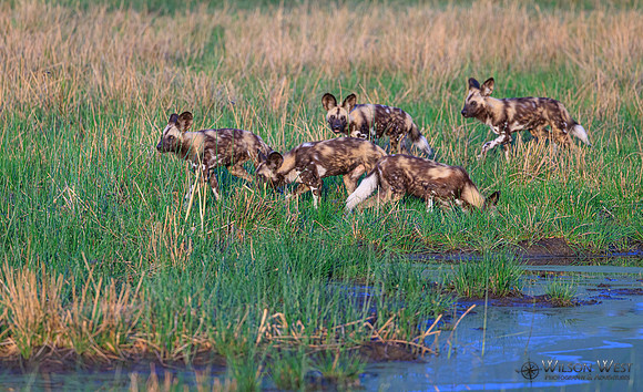 African Wild Dog