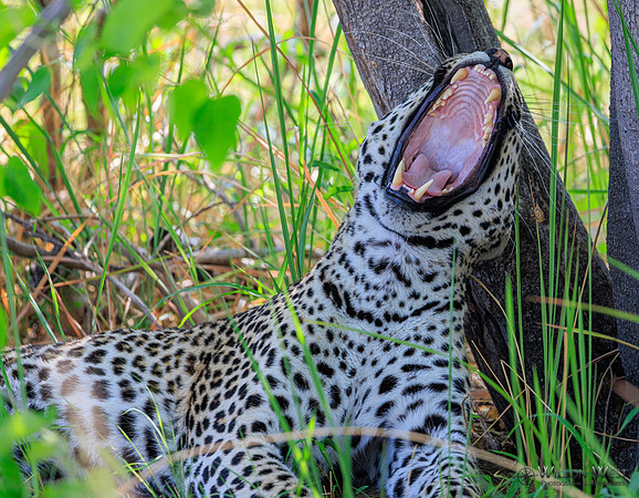 Leopard