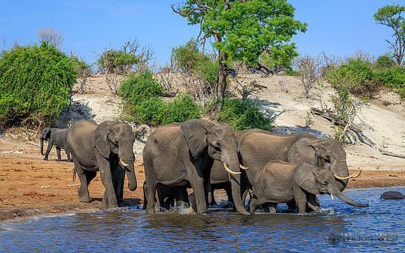 Elephant