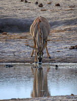 Roan Antelope