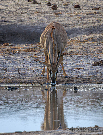 Roan Antelope