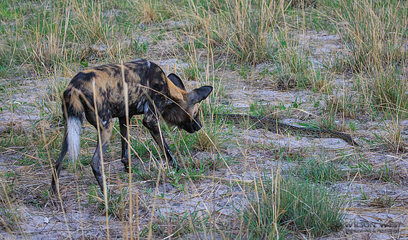 African Wild Dog