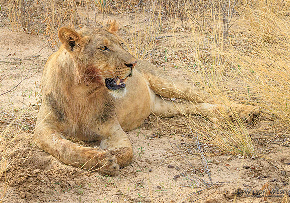 Lion