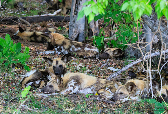 African Wild Dog
