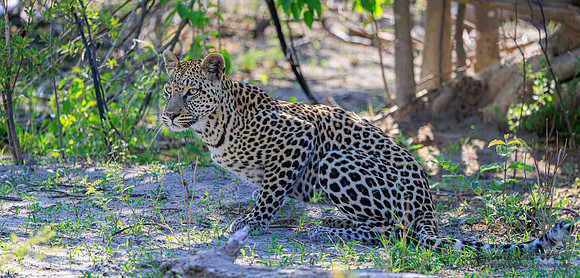 Leopard