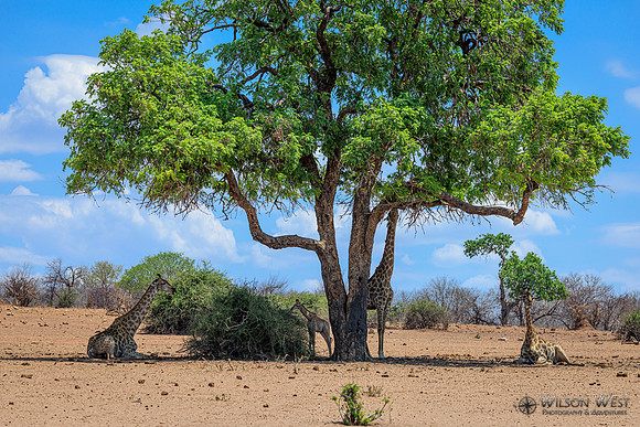 Giraffe