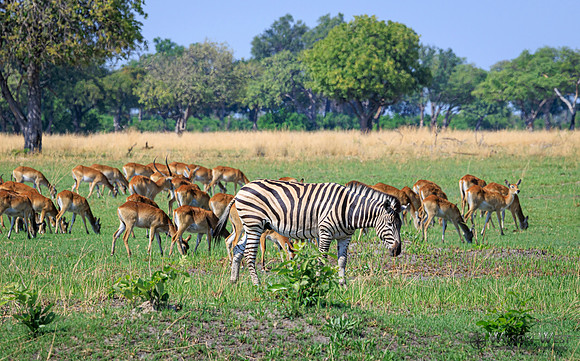 Burchell's Zebra, Red Lechwe