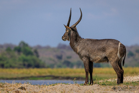 Common Waterbuck