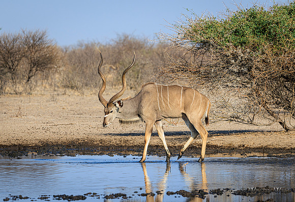 Greater Kudu
