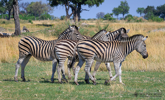 Burchell's Zebra