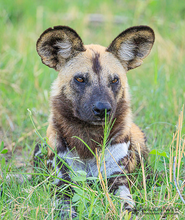 African Wild Dog