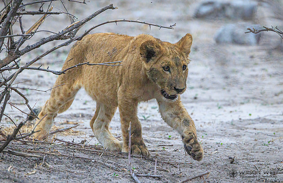 Lion