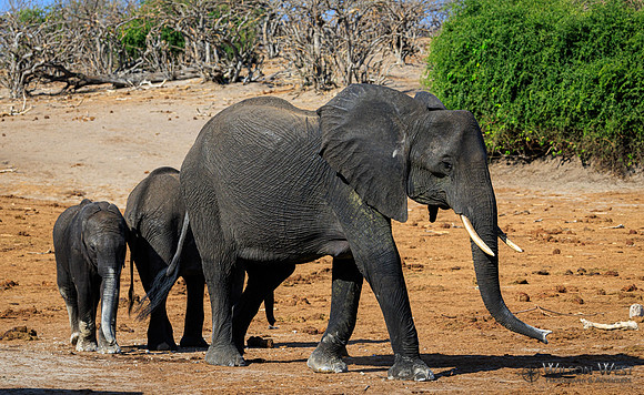 Elephant