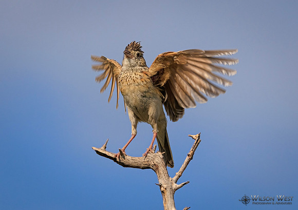 Rufous-naped Lark